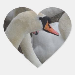 Pegatina En Forma De Corazón Pegatina del corazón del cisne blanco