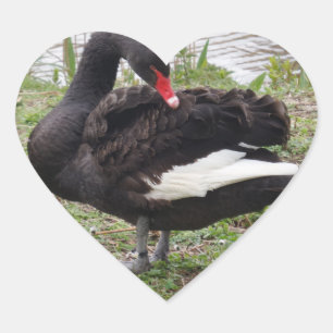 Pegatina En Forma De Corazón Pegatina del corazón del cisne negro