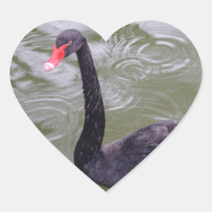 Pegatina En Forma De Corazón Pegatina del corazón del cisne negro