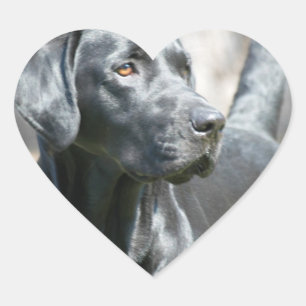 Pegatina En Forma De Corazón Pegatinas de Alert Black Lab