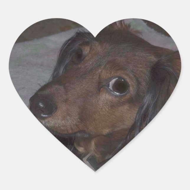 Pegatina En Forma De Corazón Pegatinas de Dachshund (Anverso)