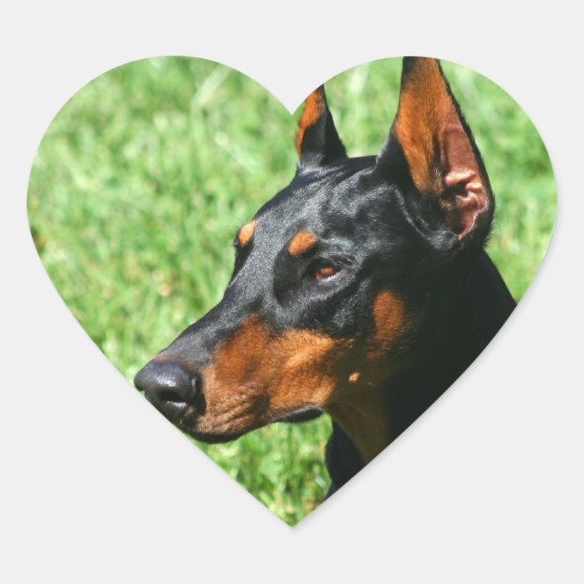 Pegatina En Forma De Corazón Pegatinas Doberman Pinscher (Anverso)