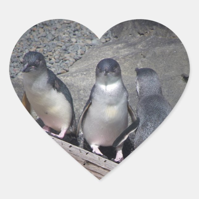 Pegatina En Forma De Corazón Pequeños pingüinos azules (Anverso)