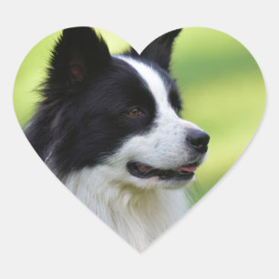 Pegatina En Forma De Corazón Perro Border Collie negro y blanco