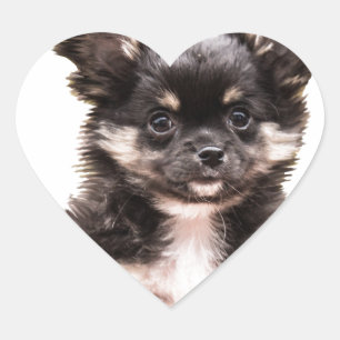 Pegatina En Forma De Corazón Perro de cachorro chihuahua