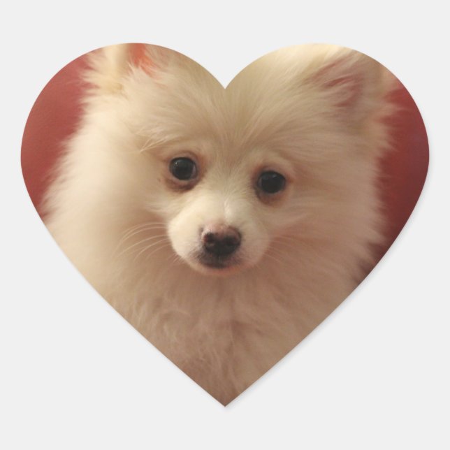 Pegatina En Forma De Corazón Perro de Cute Pomerania (Anverso)