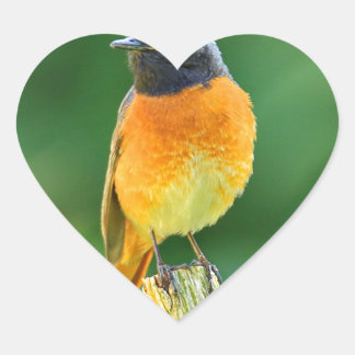 Pegatina En Forma De Corazón phoenicurus ochruros