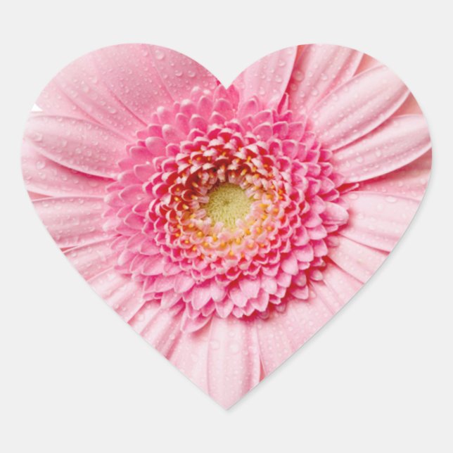 Pegatina En Forma De Corazón Pink Gerbera Daisy (Anverso)