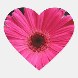 Pegatina En Forma De Corazón Pink Gerbera Daisy Heart