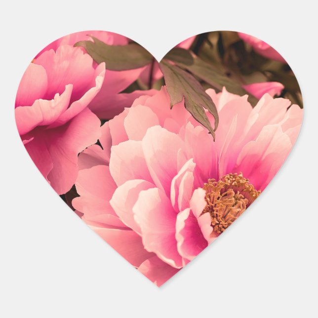 Pegatina En Forma De Corazón Pink  Peony Flower (Anverso)