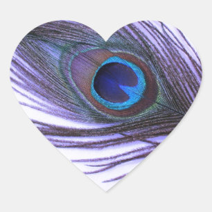 Pegatina En Forma De Corazón Pluma púrpura del pavo real