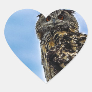 Pegatina En Forma De Corazón Plumas De Ave Búho Animal Naturaleza Destino Paz A