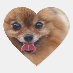 Pegatina En Forma De Corazón Portrait Perro Pomeraniano