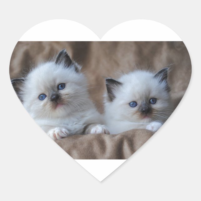 Pegatina En Forma De Corazón Ragdoll Kittens (Anverso)