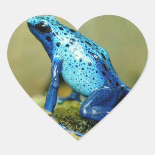 Pegatina En Forma De Corazón Rana Dart de veneno azul y negro