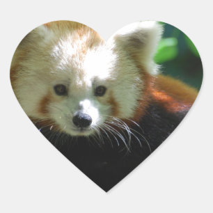 Pegatina En Forma De Corazón red-panda-11.jpg