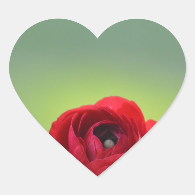 Pegatina En Forma De Corazón Red Ranunculus Blossom (Anverso)