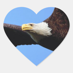 Pegatina En Forma De Corazón Retrato de águila calva