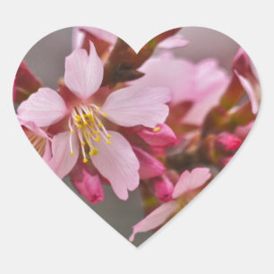 Pegatina En Forma De Corazón Rosa Contra Un Cielo Gris Flor De Cerezo Japonesa