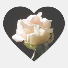 Pegatina En Forma De Corazón Rosa de color crema en el fondo oscuro