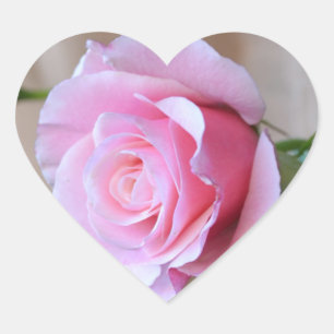 Pegatina En Forma De Corazón Rosa Reverence Heart Pegatinas