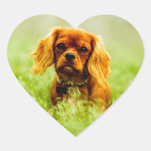 Pegatina En Forma De Corazón Ruby Cavalier King Charles Spaniel Dog