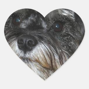 Pegatina En Forma De Corazón Schnauzer en miniatura