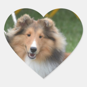 Pegatina En Forma De Corazón Sheltie lindo