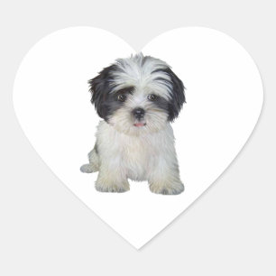 Pegatina En Forma De Corazón Shih Tzu (bn) - Cachorro