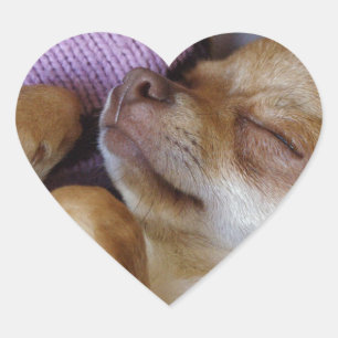Pegatina En Forma De Corazón Sleeping Chihuahua