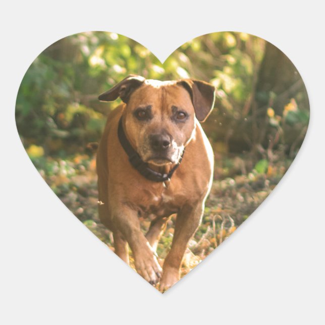 Pegatina En Forma De Corazón Staffordshire bull terrier (Anverso)