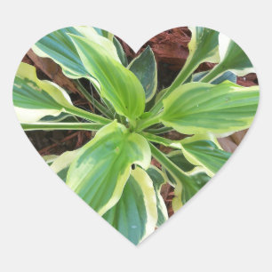 Pegatina En Forma De Corazón Sun Hosta