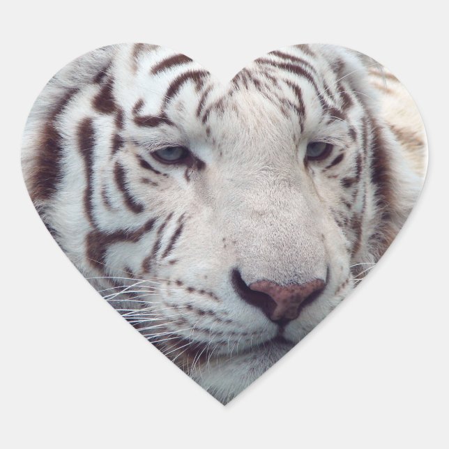 Pegatina En Forma De Corazón Tigres en desaparición (Anverso)