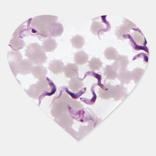 Pegatina En Forma De Corazón Trypanosoma de parásito de sangre