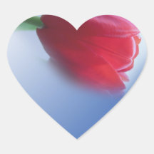 Tulipán rojo solo