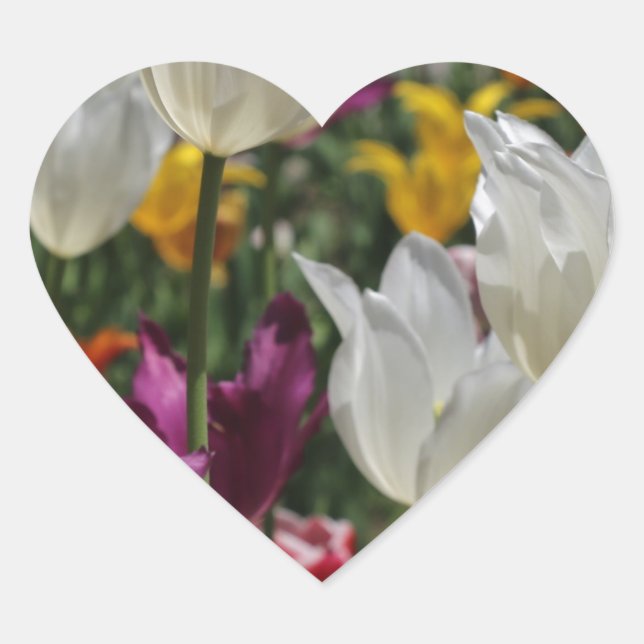 Pegatina En Forma De Corazón Tulipanos (Anverso)