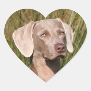 Pegatina En Forma De Corazón weimaraner