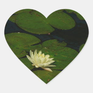 Pegatina En Forma De Corazón White Waterlily I Fotografía Floral Pacífica