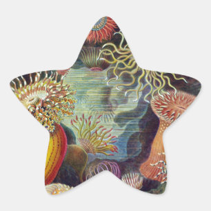 Pegatina En Forma De Estrella Anémona de mar naturaleza científica océano