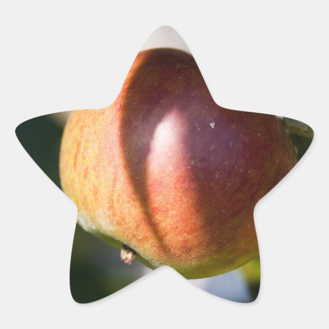 Pegatina En Forma De Estrella Apple (Anverso)
