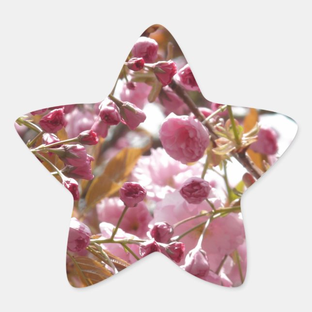Pegatina En Forma De Estrella Árboles de cerezo japoneses (Anverso)
