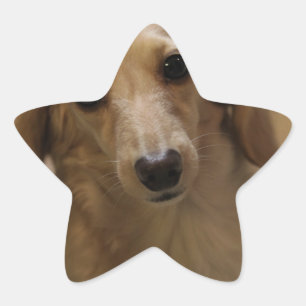 Pegatina En Forma De Estrella Así es la porquería de Dachschund