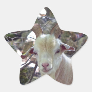 Pegatina En Forma De Estrella Billy Goat