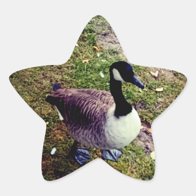 Pegatina En Forma De Estrella Bird (Anverso)