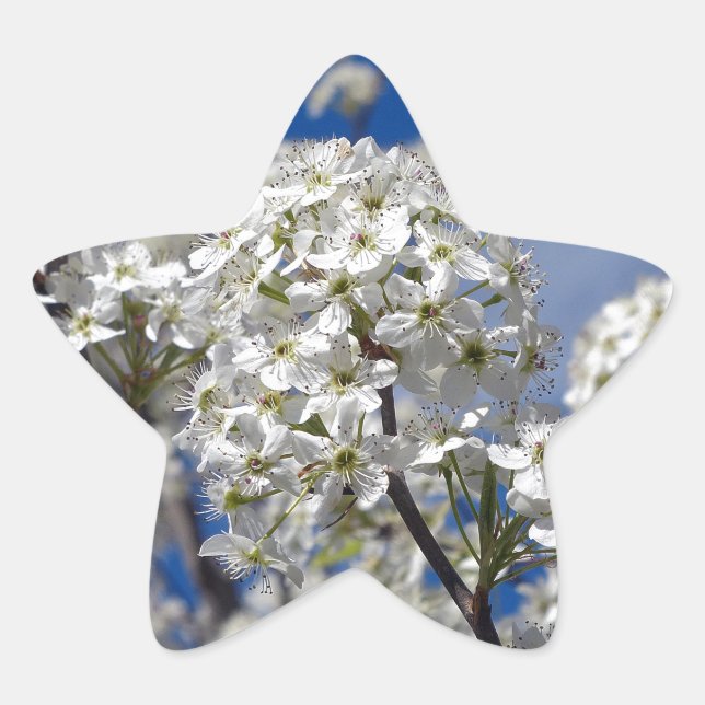 Pegatina En Forma De Estrella Bradford Pear Blooms (Anverso)
