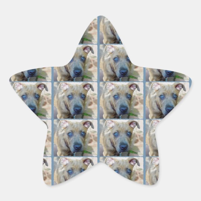 Pegatina En Forma De Estrella Brindle Pit Bull con una foto de Shirley Taylor (Anverso)