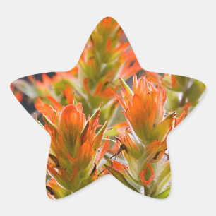 Pegatina En Forma De Estrella Brocha india