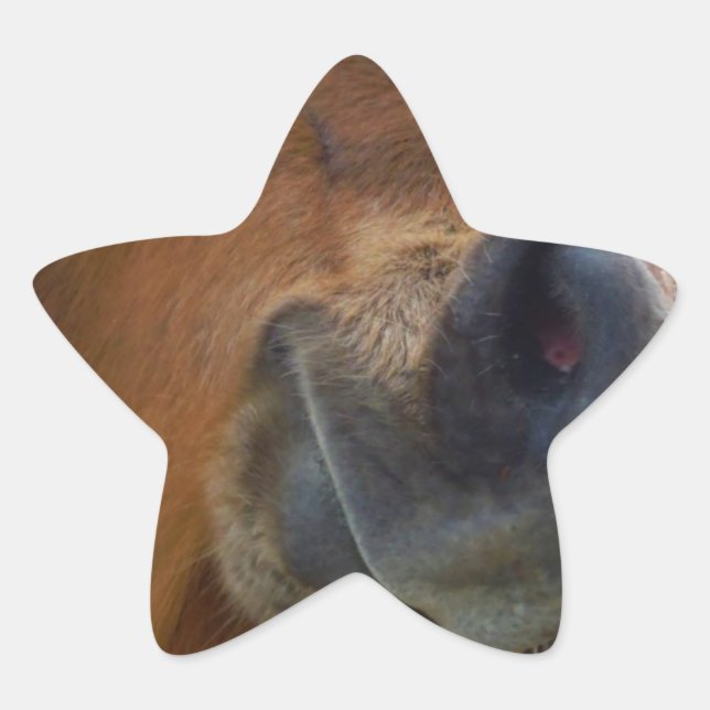 Pegatina En Forma De Estrella Bunny de Pascua y caballo marrón (Anverso)