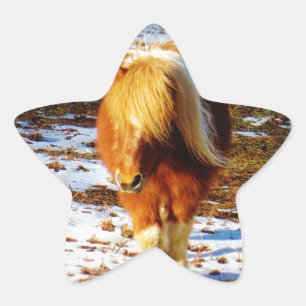 Pegatina En Forma De Estrella Caballo enano marrón y crema en la nieve.