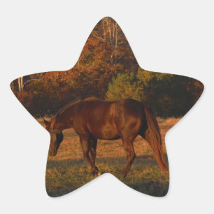 Pegatina En Forma De Estrella Caballo rojo marrón, bosque otoñal.
